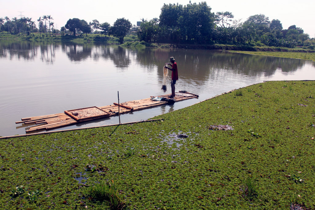 Bersihkan Gulma Eceng Gondok di Setu Sawangan Tumbuhan air gulma eceng gondok yang dianggap menggangu. (BeritaNasional/Elvis Sendouw)