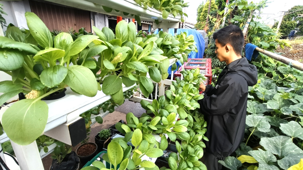 Warga merawat tanaman hidroponik di atas rumah di Menteng Jaya, Jakarta, Sabtu (13/12/2025). (Beritanasional.com/Oke Atmaja)