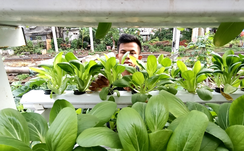 Warga merawat tanaman hidroponik di atas rumah di Menteng Jaya, Jakarta, Sabtu (13/12/2025). (Beritanasional.com/Oke Atmaja)