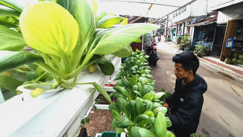 Warga merawat tanaman hidroponik di atas rumah di Menteng Jaya, Jakarta, Sabtu (13/12/2025). (Beritanasional.com/Oke Atmaja)