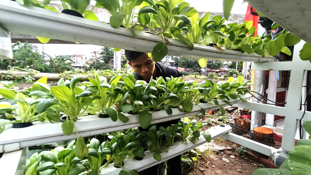 Warga merawat tanaman hidroponik di atas rumah di Menteng Jaya, Jakarta, Sabtu (13/12/2025). (Beritanasional.com/Oke Atmaja)