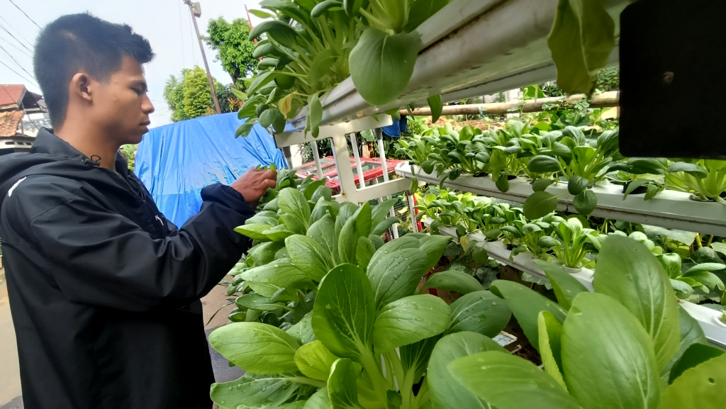 Warga merawat tanaman hidroponik di atas rumah di Menteng Jaya, Jakarta, Sabtu (13/12/2025). (Beritanasional.com/Oke Atmaja)