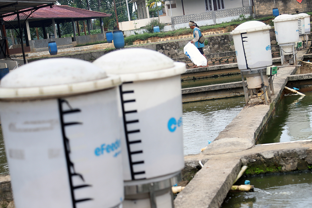 Pekerja menyiapkan pemberian makan ikan dengan sistem aplikasi eFeeder. (BeritaNasional/Elvis Sendouw)