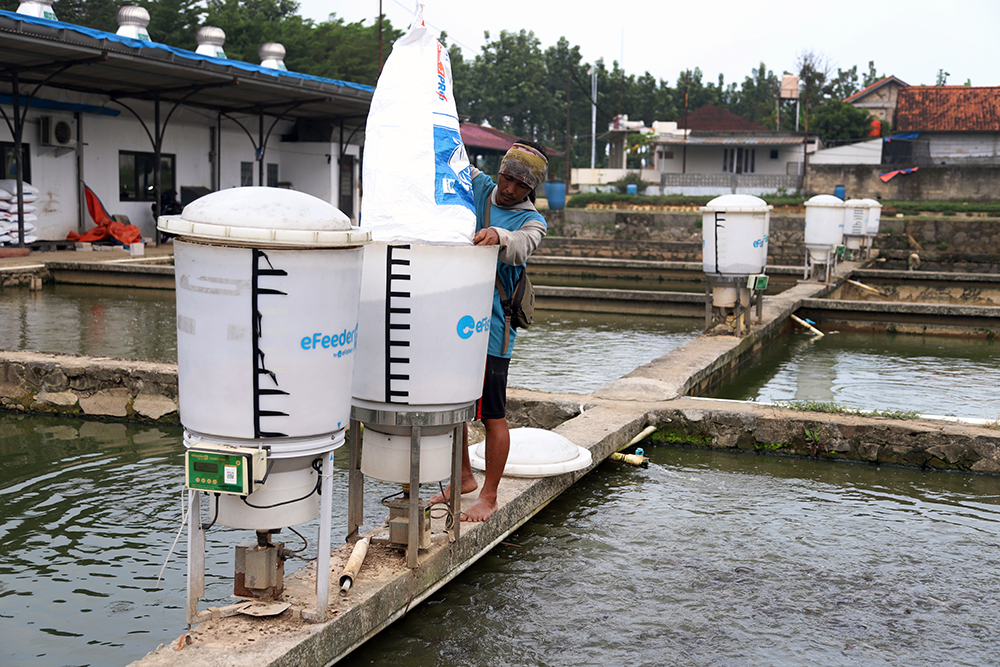 Pekerja menyiapkan pemberian makan ikan dengan sistem aplikasi eFeeder. (BeritaNasional/Elvis Sendouw)