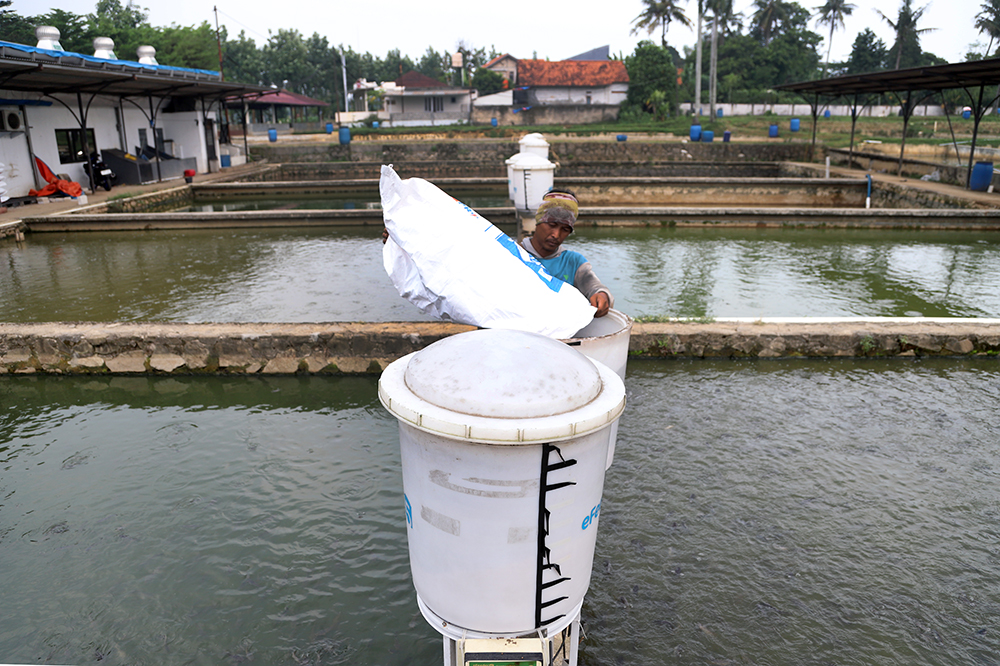 Pekerja menyiapkan pemberian makan ikan dengan sistem aplikasi eFeeder. (BeritaNasional/Elvis Sendouw)