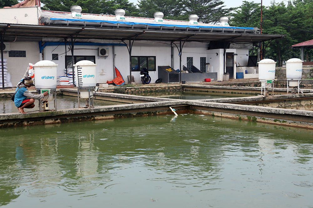 Pekerja menyiapkan pemberian makan ikan dengan sistem aplikasi eFeeder. (BeritaNasional/Elvis Sendouw)