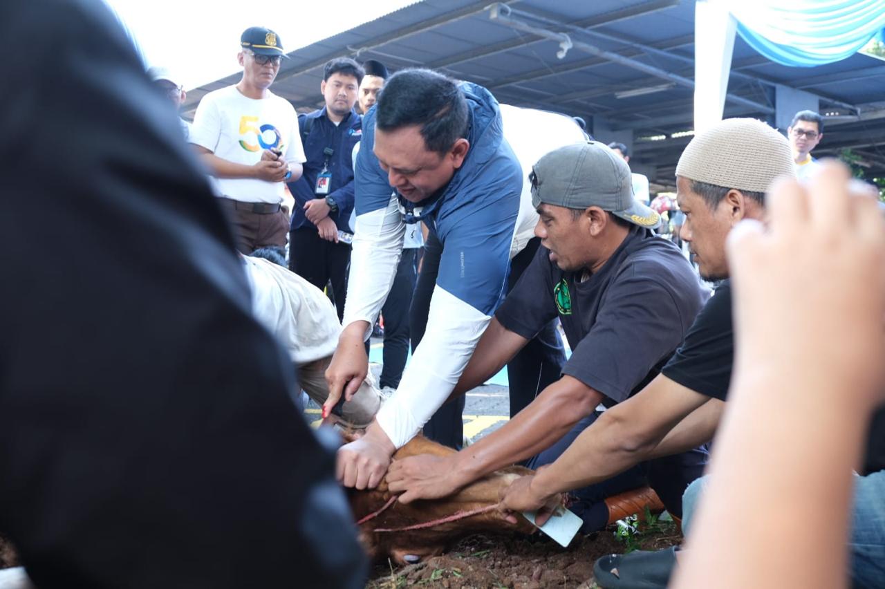 Direktur Utama Perum Bulog Ahmad Rizal Ramdhani bertindak langsung menjadi penyembelih hewan kurban. (BeritaNasional/Elvis Sendouw/HO Bulog)
