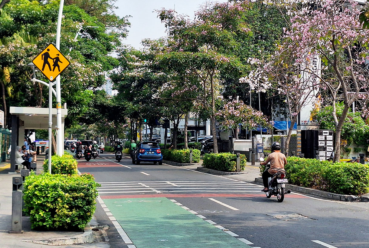 Warga melintas di bawah bunga Pohon Tabebuya alias "Sakuranya Indonesia" di Jalan Cikini Raya, Jakarta, Rabu (25/11/2024). (BeritaNasional.com/ho/ Oke Atmaja)