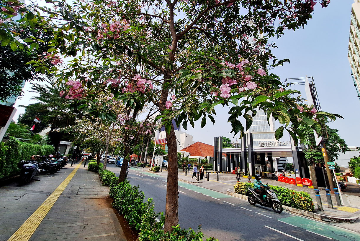 Warga melintas di bawah bunga Pohon Tabebuya alias "Sakuranya Indonesia" di Jalan Cikini Raya, Jakarta, Rabu (25/11/2024). (BeritaNasional.com/ho/ Oke Atmaja)