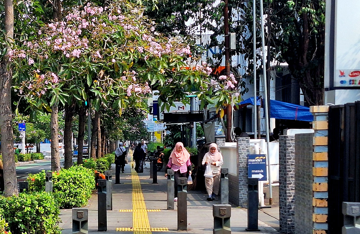 Warga melintas di bawah bunga Pohon Tabebuya alias "Sakuranya Indonesia" di Jalan Cikini Raya, Jakarta, Rabu (25/11/2024). (BeritaNasional.com/ho/ Oke Atmaja)