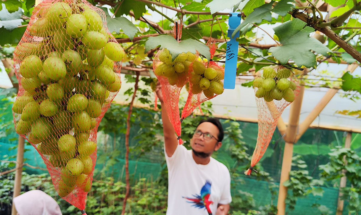 Pengunjung memetik buah anggur di Kebon Baba Cafe & Garden, Ciganjur, Jakarta, Selasa (11/2/2025). (Beritanasional.com/Oke Atmaja)