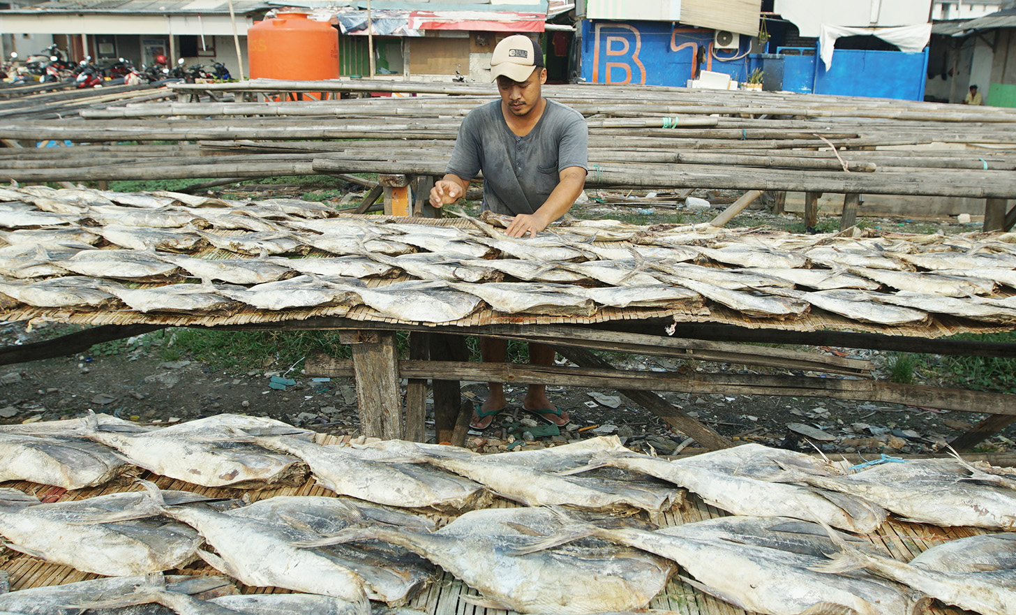 Pekerja menjemur ikan asin di kawasan Muara Angke, Jakarta, Selasa (23/4/2024). (BeritaNasional.com/Oke Atmaja)