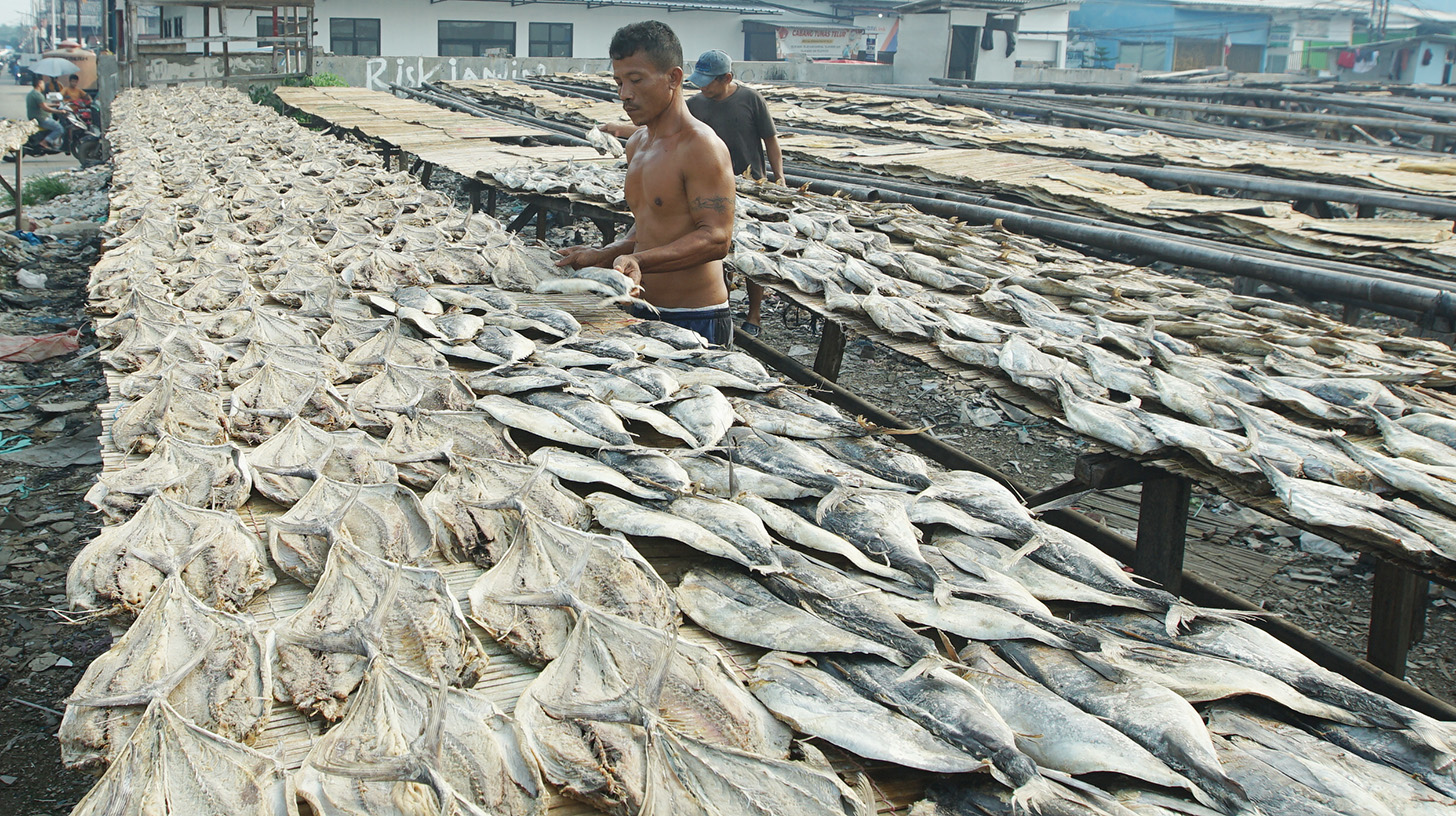 Pekerja menjemur ikan asin di kawasan Muara Angke, Jakarta, Selasa (23/4/2024). (BeritaNasional.com/Oke Atmaja)