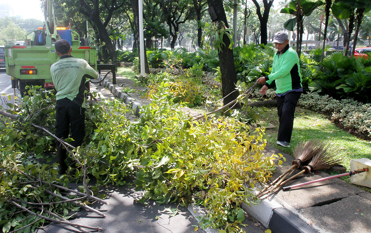 Petugas Unit Pengelola Pengembangan Tanaman Perkotaan (UP2TP) Dinas Pertamanan dan Hutan Kota (Distamhut) DKI Jakarta melakukan penanganan benalu pohon di sepanjang Jalan Medan Merdeka Selatan, Jakarta, Rabu (20/11/2024). (BeritaNasional.com/Oke Atmaja)