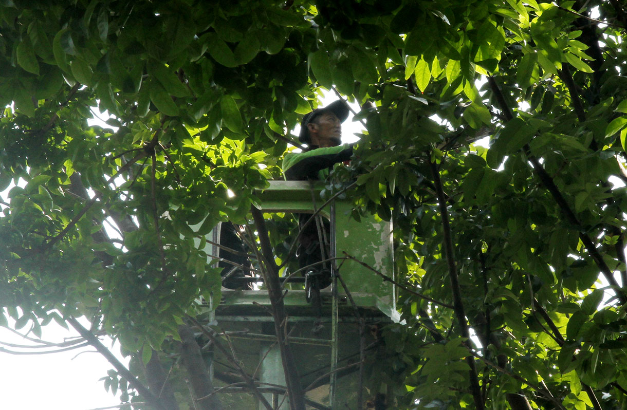 Petugas Unit Pengelola Pengembangan Tanaman Perkotaan (UP2TP) Dinas Pertamanan dan Hutan Kota (Distamhut) DKI Jakarta melakukan penanganan benalu pohon di sepanjang Jalan Medan Merdeka Selatan, Jakarta, Rabu (20/11/2024). (BeritaNasional.com/Oke Atmaja)