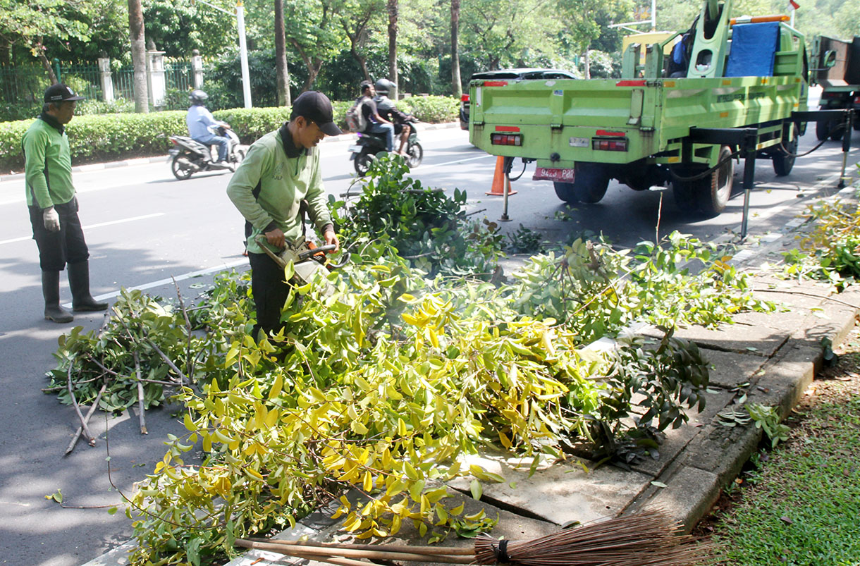 Petugas Unit Pengelola Pengembangan Tanaman Perkotaan (UP2TP) Dinas Pertamanan dan Hutan Kota (Distamhut) DKI Jakarta melakukan penanganan benalu pohon di sepanjang Jalan Medan Merdeka Selatan, Jakarta, Rabu (20/11/2024). (BeritaNasional.com/Oke Atmaja)