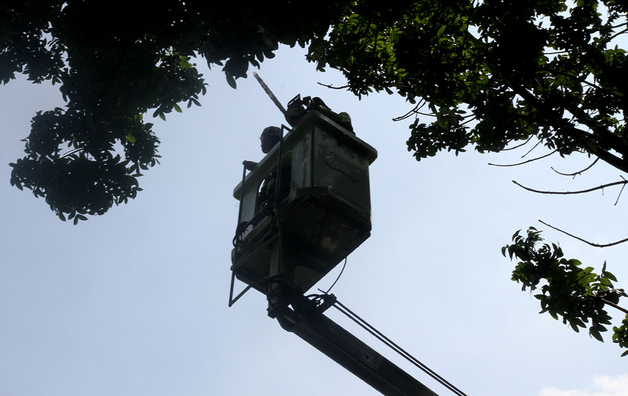 Petugas Unit Pengelola Pengembangan Tanaman Perkotaan (UP2TP) Dinas Pertamanan dan Hutan Kota (Distamhut) DKI Jakarta melakukan penanganan benalu pohon di sepanjang Jalan Medan Merdeka Selatan, Jakarta, Rabu (20/11/2024). (BeritaNasional.com/Oke Atmaja)