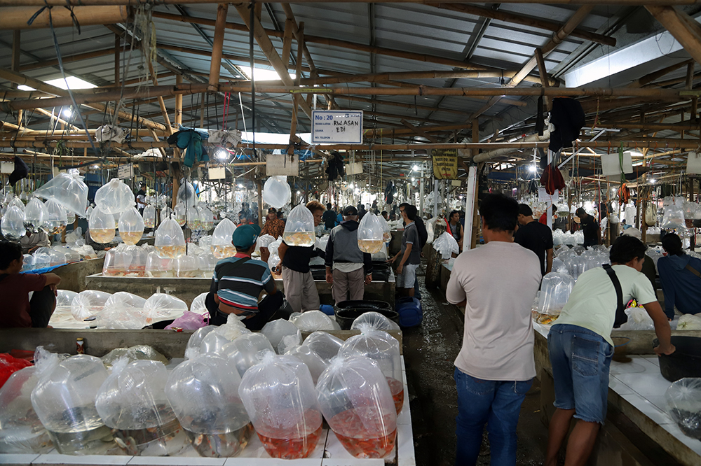 Suasana penjualan ikan hias terbesar se Asia di Parung, Bogor, Jawa Barat. (BeritaNasional/Elvis Sendouw)