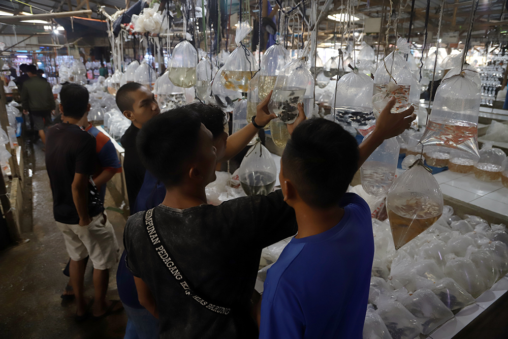 Suasana penjualan ikan hias terbesar se Asia di Parung, Bogor, Jawa Barat. (BeritaNasional/Elvis Sendouw)