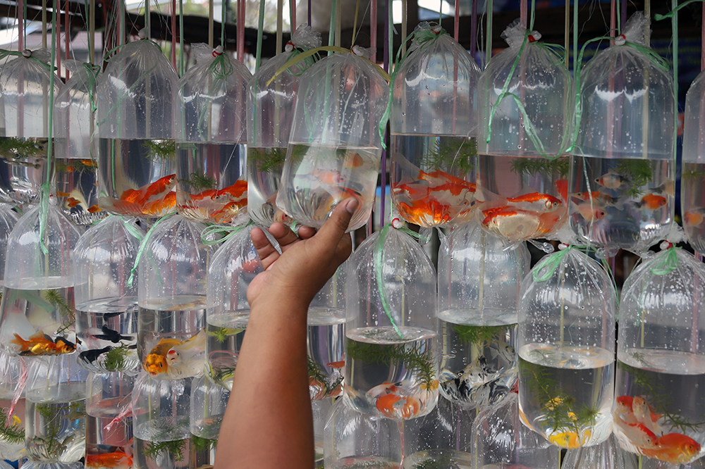 Suasana penjualan ikan hias terbesar se Asia di Parung, Bogor, Jawa Barat. (BeritaNasional/Elvis Sendouw)