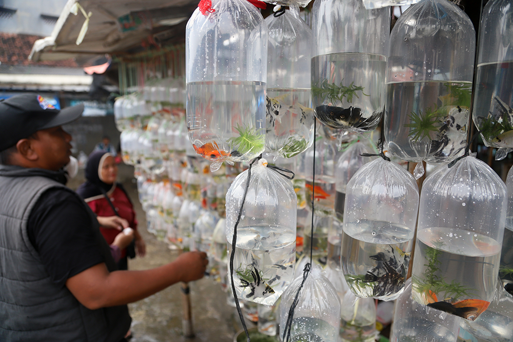 Suasana penjualan ikan hias terbesar se Asia di Parung, Bogor, Jawa Barat. (BeritaNasional/Elvis Sendouw)