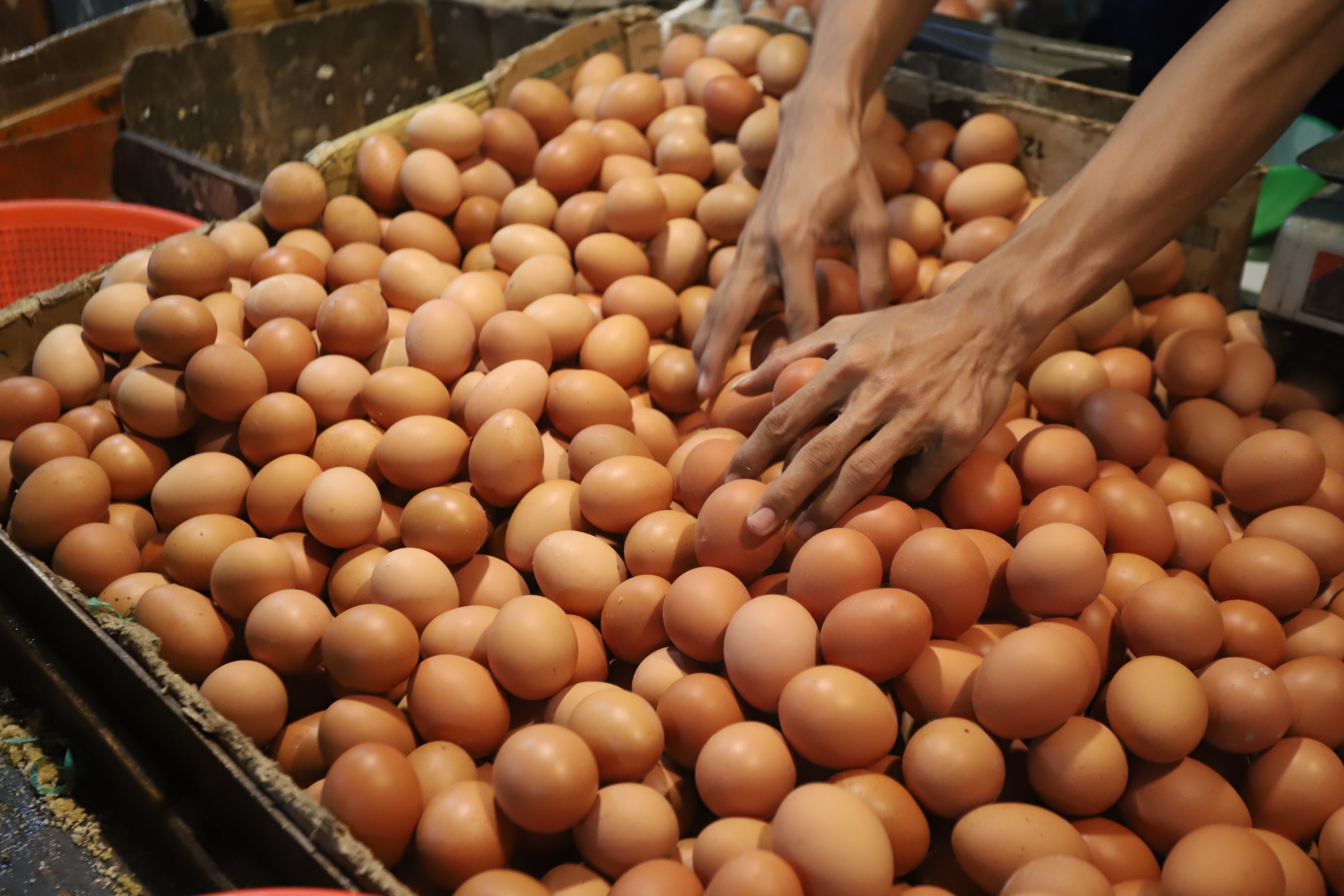 Pedagang saat merapihkan telur ayam di toko miliknya di Pasar Kebayoran Lama, Jakarta,Minggu (5/5/2024).  (BeritaNasional.Com/Oke Atmaja)