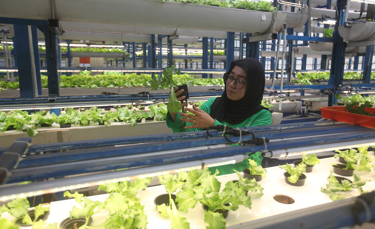 Pegawai menujukan sayuran selada saat memanen tanaman sayuran selada di Ladang Farm, Kawasan Cilandak, Jakarta Selatan, Selasa (2/12/2025).(Beritanasional.com/HO/Oke Atmaja)