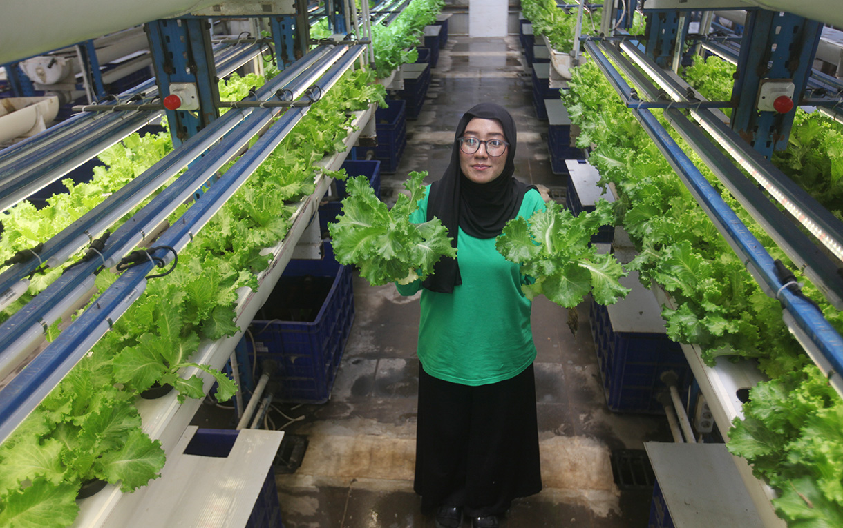 Pegawai menujukan sayuran selada saat memanen tanaman sayuran selada di Ladang Farm, Kawasan Cilandak, Jakarta Selatan, Selasa (2/12/2025).(Beritanasional.com/HO/Oke Atmaja)