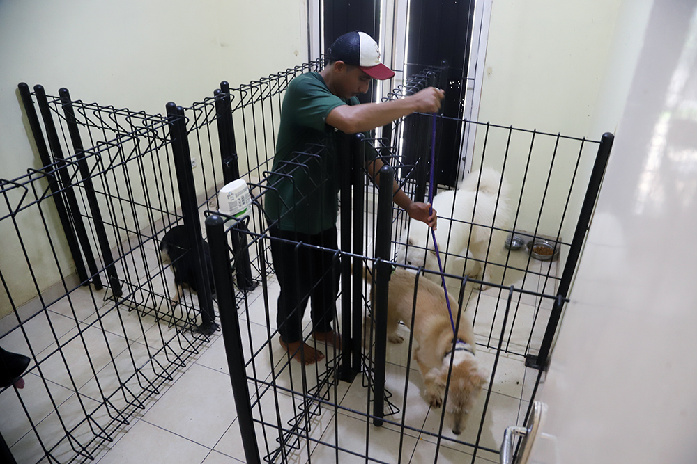 Intip Pelatihan di Playgroup Khusus Anjing Pelatih hewan profesional di playgroup khusus anjing DogueHub Playgroup. (BeritaNasional/Elvis Sendouw)