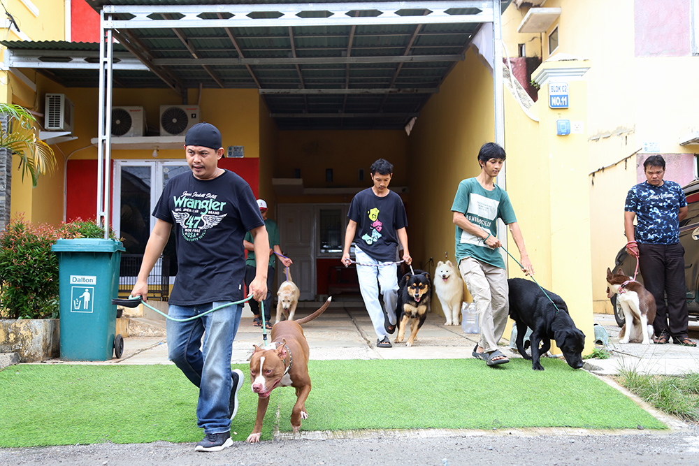 Intip Pelatihan di Playgroup Khusus Anjing Pelatih hewan profesional di playgroup khusus anjing DogueHub Playgroup. (BeritaNasional/Elvis Sendouw)