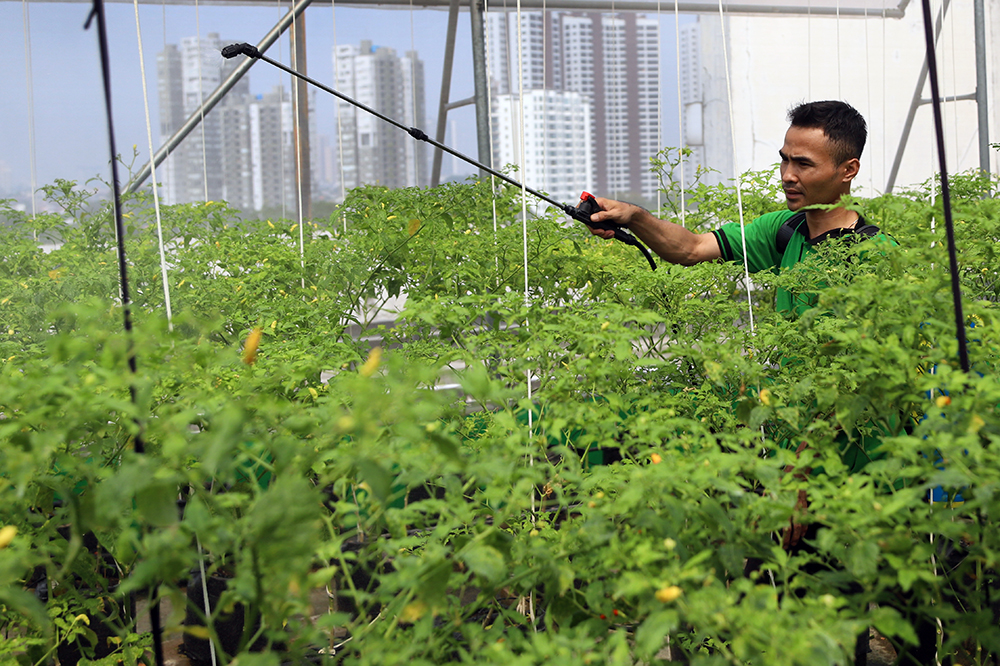 Green House Pasar Jaya Mayestik. (BeritaNasional/Elvis Sendouw)