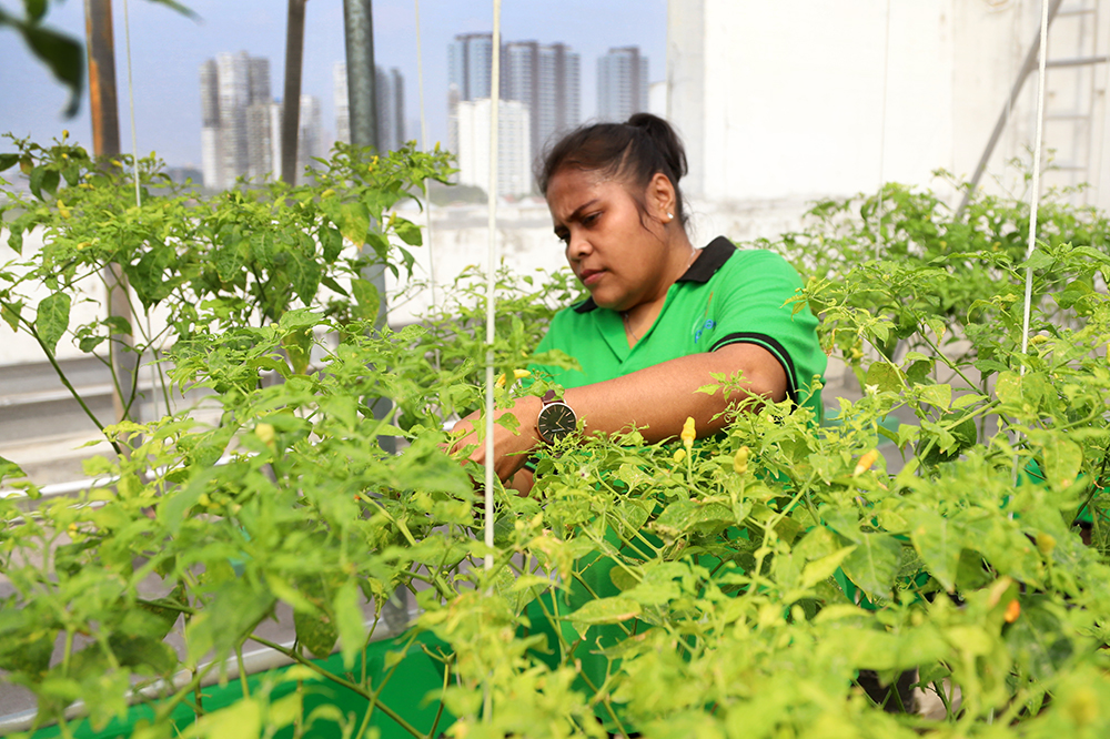 Green House Pasar Jaya Mayestik. (BeritaNasional/Elvis Sendouw)