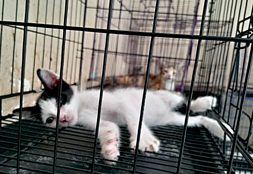 Kucing-kucing jalan yang terlantar dirawat di rumah singgah Clow Parung, Bogor, Jawa Barat. (BeritaNasional/Elvis Sendouw)