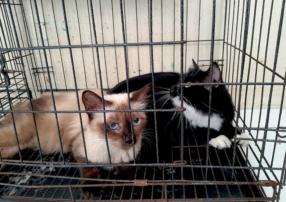 Kucing-kucing jalan yang terlantar dirawat di rumah singgah Clow Parung, Bogor, Jawa Barat. (BeritaNasional/Elvis Sendouw)