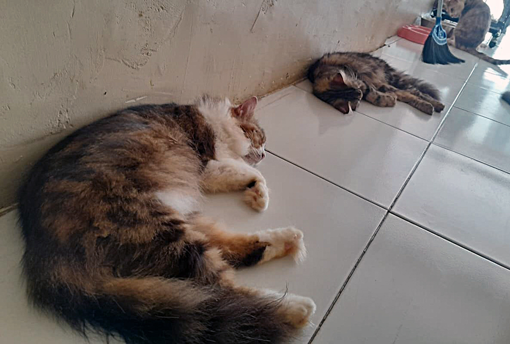 Kucing-kucing jalan yang terlantar dirawat di rumah singgah Clow Parung, Bogor, Jawa Barat. (BeritaNasional/Elvis Sendouw)