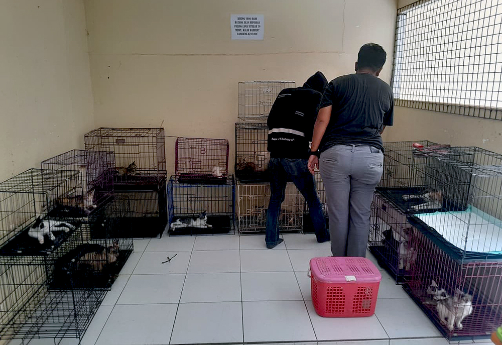Kucing-kucing jalan yang terlantar dirawat di rumah singgah Clow Parung, Bogor, Jawa Barat. (BeritaNasional/Elvis Sendouw)