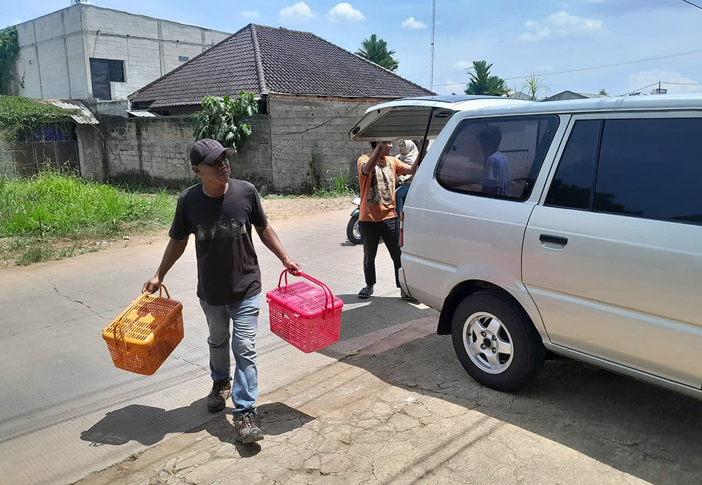 Kucing-kucing jalan yang terlantar dirawat di rumah singgah Clow Parung, Bogor, Jawa Barat. (BeritaNasional/Elvis Sendouw)