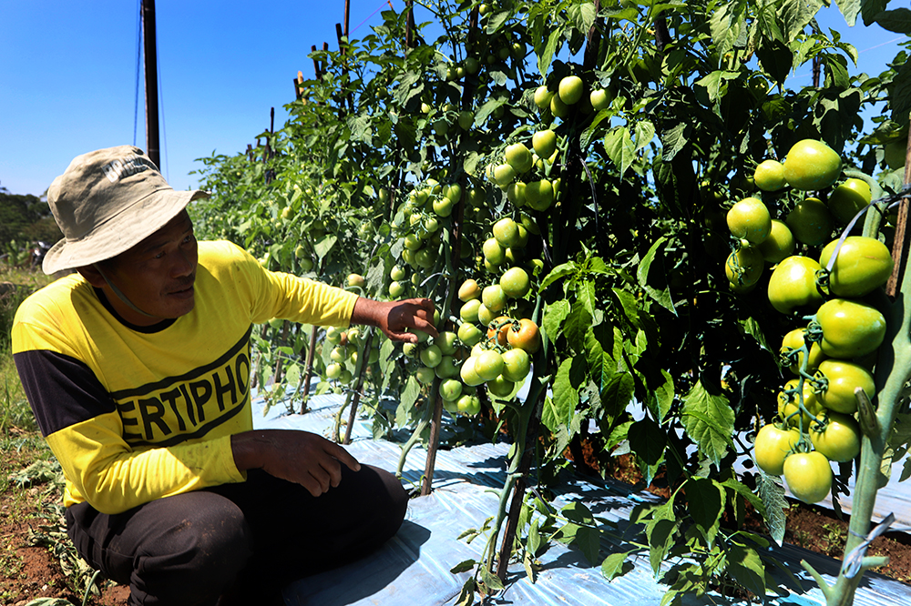 Petani tomat Kalibening, Kabupaten Banjarnegara, Jawa Tengah. (BeritaNasional/Elvis Sendouw)