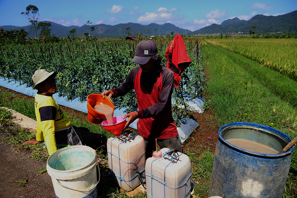 Petani tomat Kalibening, Kabupaten Banjarnegara, Jawa Tengah. (BeritaNasional/Elvis Sendouw)