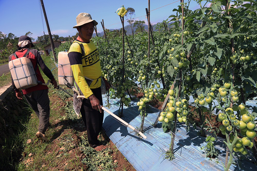 Petani tomat Kalibening, Kabupaten Banjarnegara, Jawa Tengah. (BeritaNasional/Elvis Sendouw)