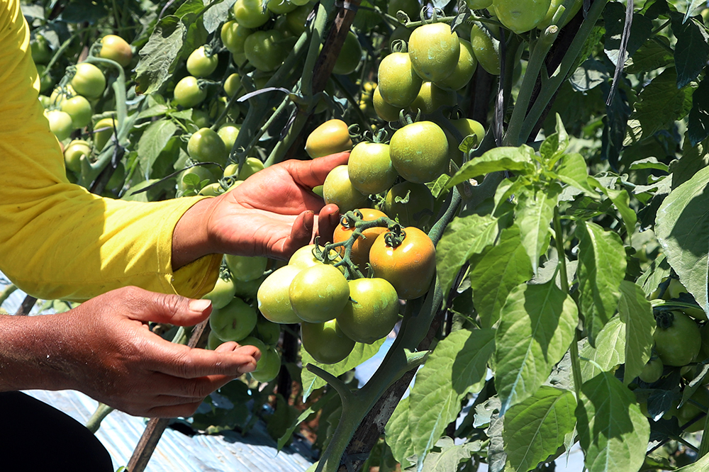 Petani tomat Kalibening, Kabupaten Banjarnegara, Jawa Tengah. (BeritaNasional/Elvis Sendouw)