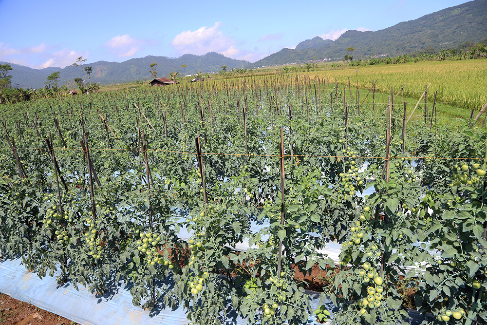 Petani tomat Kalibening, Kabupaten Banjarnegara, Jawa Tengah. (BeritaNasional/Elvis Sendouw)