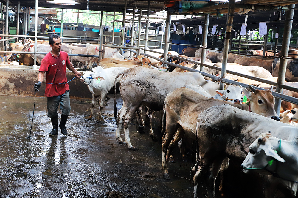 Petugas kesehatan hewan dari dinas pertanian memeriksa kesehatan sapi di CV Puput Bersaudara, Rangkapan Jaya, Depok, Jawa Barat, Selasa (19/5/2026). (BeritaNasional/Elvis Sendouw)