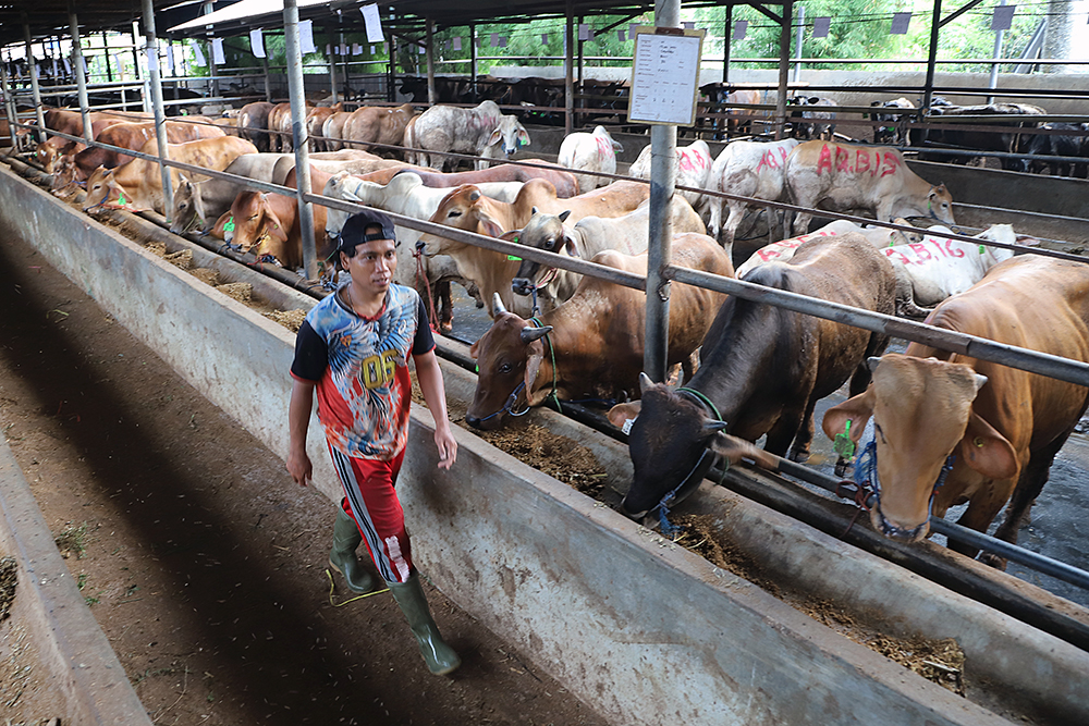 Petugas kesehatan hewan dari dinas pertanian memeriksa kesehatan sapi di CV Puput Bersaudara, Rangkapan Jaya, Depok, Jawa Barat, Selasa (19/5/2026). (BeritaNasional/Elvis Sendouw)
