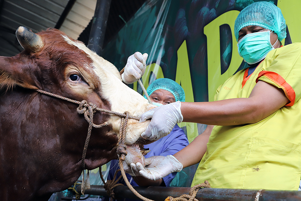 Petugas kesehatan hewan dari dinas pertanian memeriksa kesehatan sapi di CV Puput Bersaudara, Rangkapan Jaya, Depok, Jawa Barat, Selasa (19/5/2026). (BeritaNasional/Elvis Sendouw)