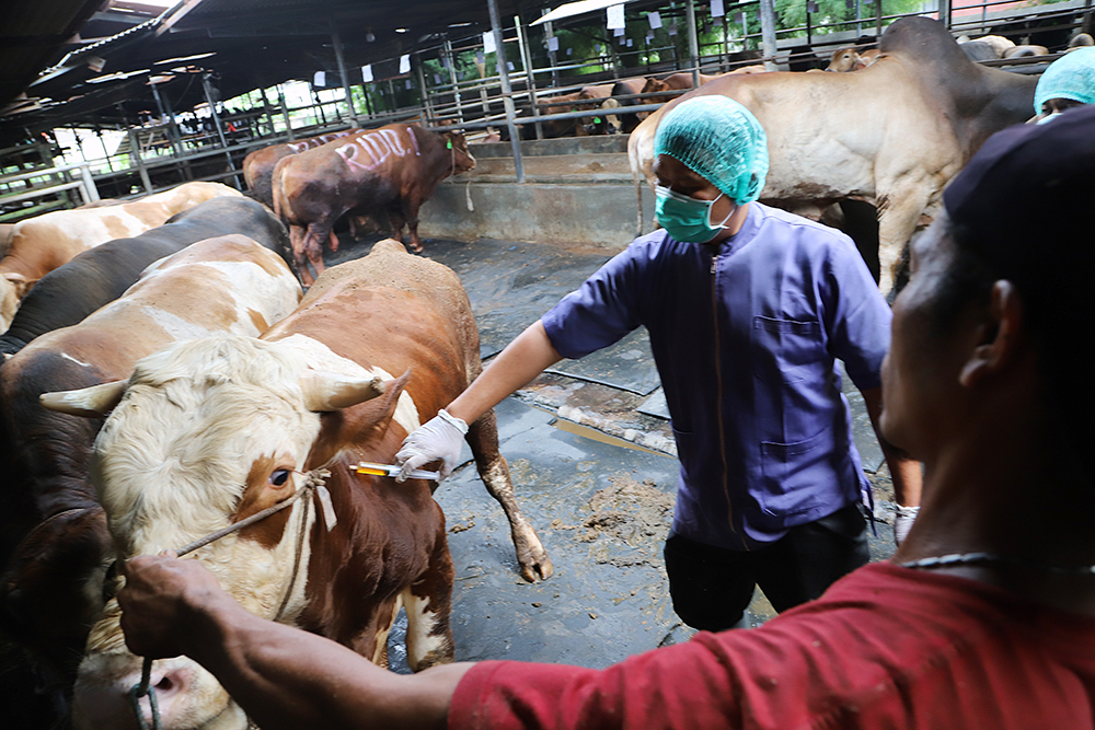 Petugas kesehatan hewan dari dinas pertanian memeriksa kesehatan sapi di CV Puput Bersaudara, Rangkapan Jaya, Depok, Jawa Barat, Selasa (19/5/2026). (BeritaNasional/Elvis Sendouw)