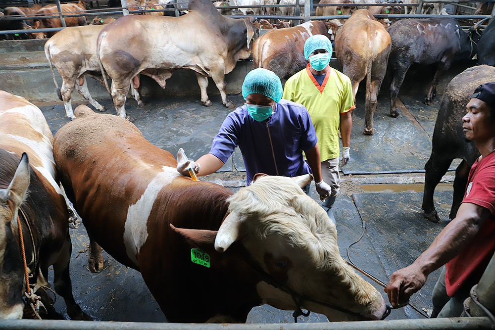 Petugas kesehatan hewan dari dinas pertanian memeriksa kesehatan sapi di CV Puput Bersaudara, Rangkapan Jaya, Depok, Jawa Barat, Selasa (19/5/2026). (BeritaNasional/Elvis Sendouw)