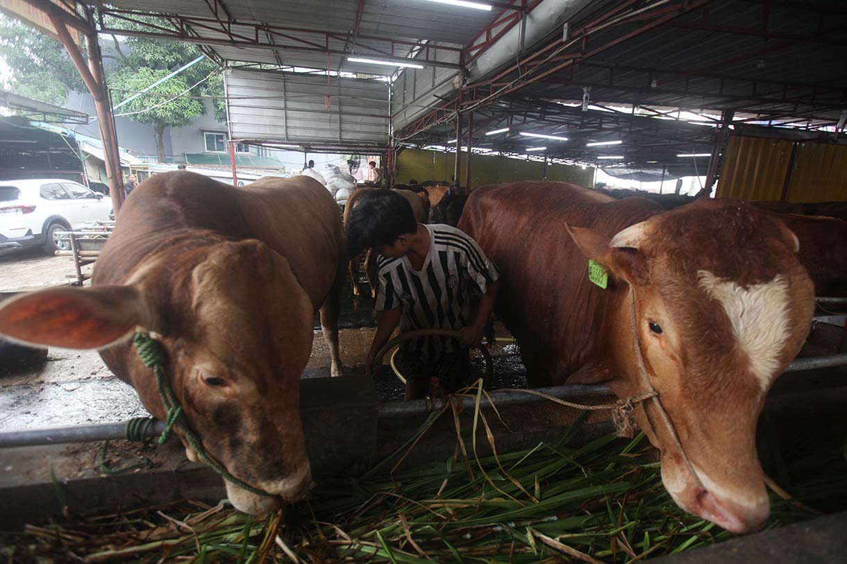 Sejumlah hewan kurban sapi asal Tabanan Bali di Pedagang Musimam Baba Farm Haji Dodo, Ciracas, Jakarta, Senin (26/5/2025).(Beritanasional.com/Oke Atmaja)