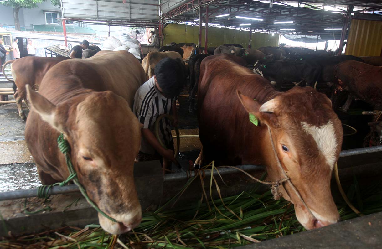 Sejumlah hewan kurban sapi asal Tabanan Bali di Pedagang Musimam Baba Farm Haji Dodo, Ciracas, Jakarta, Senin (26/5/2025).(Beritanasional.com/Oke Atmaja)