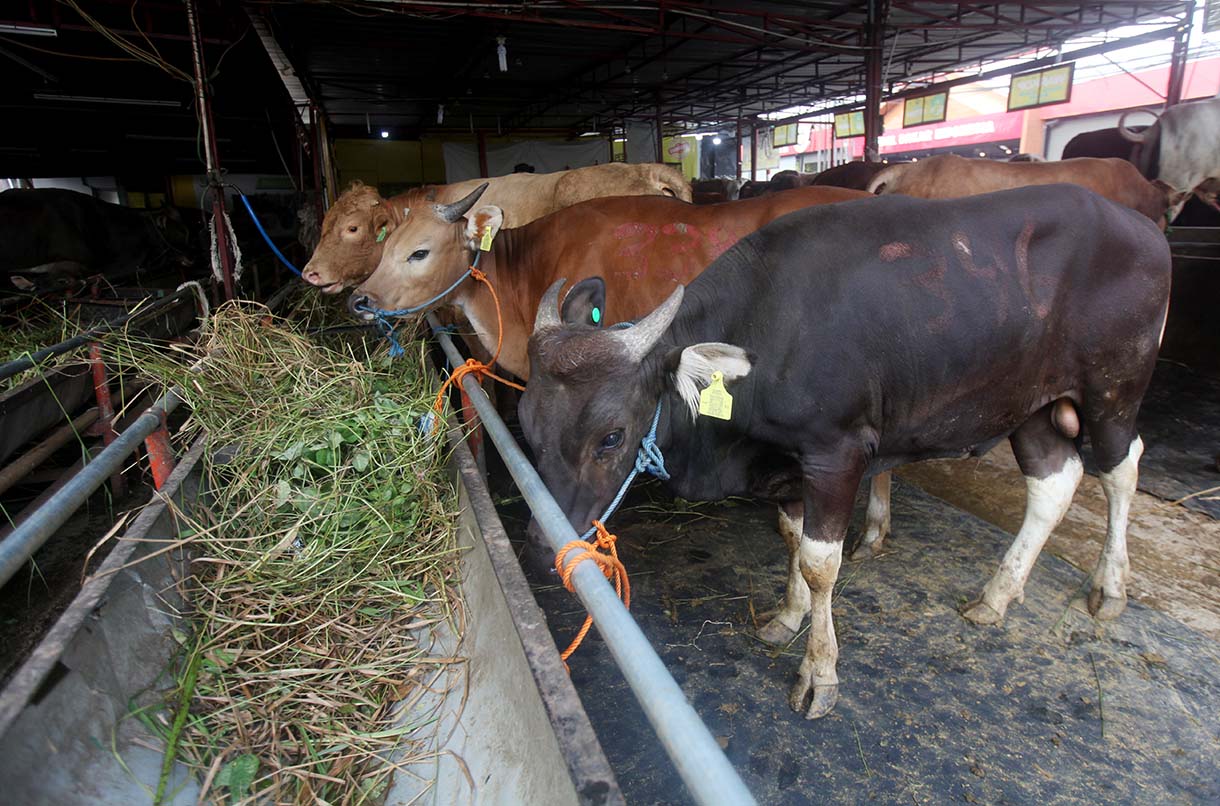 Sejumlah hewan kurban sapi asal Tabanan Bali di Pedagang Musimam Baba Farm Haji Dodo, Ciracas, Jakarta, Senin (26/5/2025).(Beritanasional.com/Oke Atmaja)